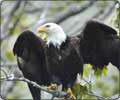 Bald Eagles