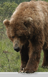 Kodiak Brown Bear