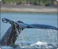 Watch Humpback Whales