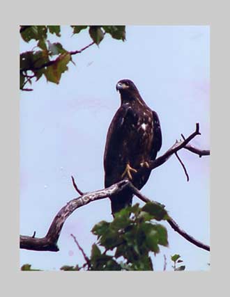 Immature Bald Eagle