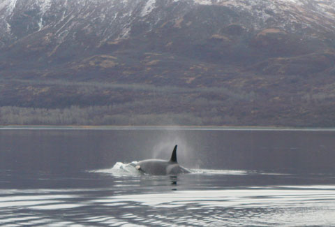 Killer Whale Calf