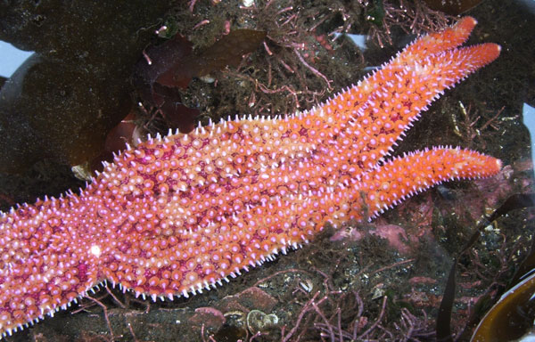 Red Sea Star