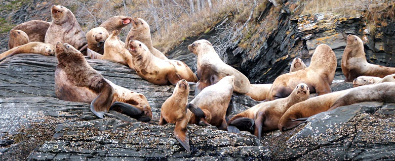 Steller Sea Lions